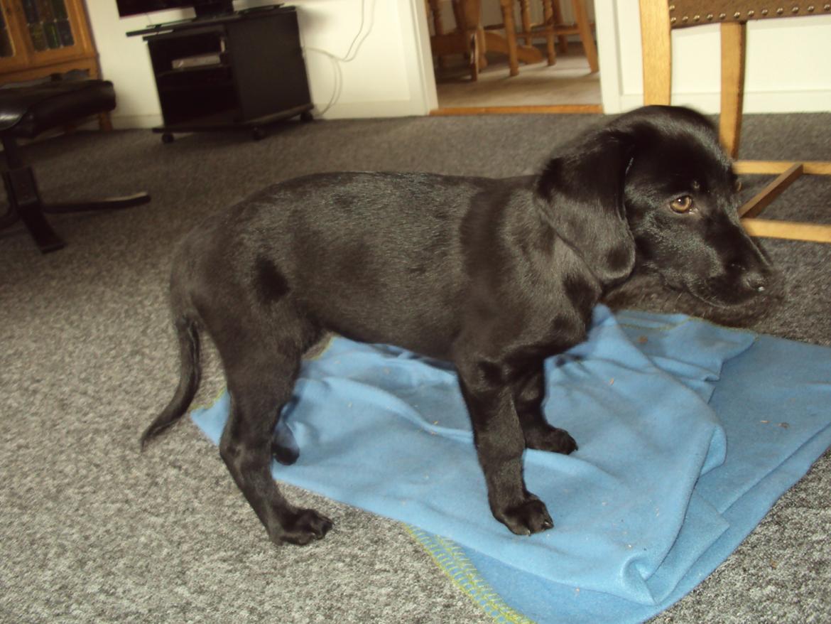 Labrador retriever bonnie (formel 1) Rip:( billede 42