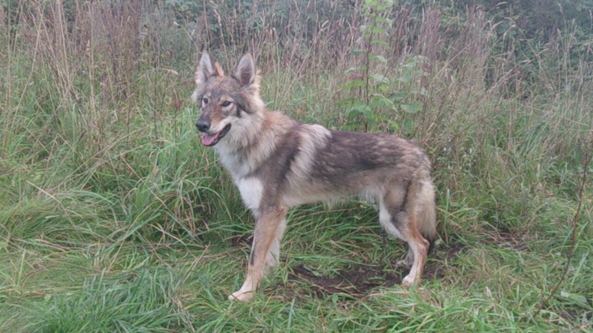 Tjekkoslovakisk ulvehund Aeika - 11 mdr billede 13