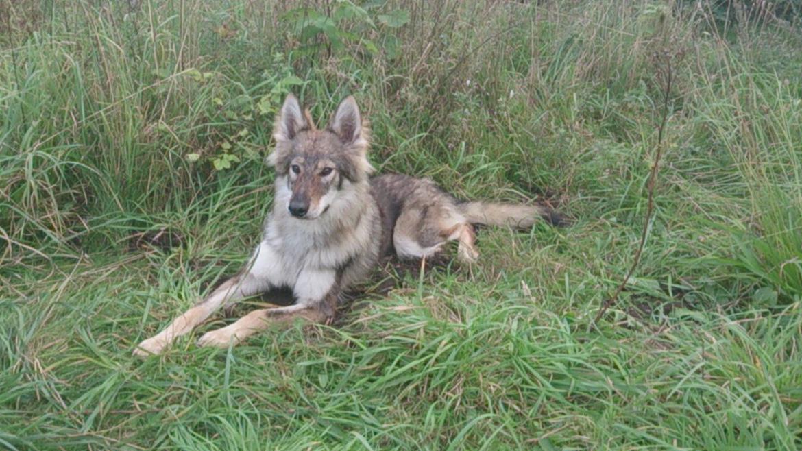 Tjekkoslovakisk ulvehund Aeika - 11 mdr billede 14