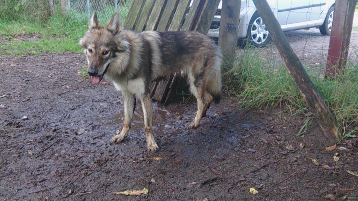 Tjekkoslovakisk ulvehund Aeika - Så dejlig beskidt jeg er :) billede 16