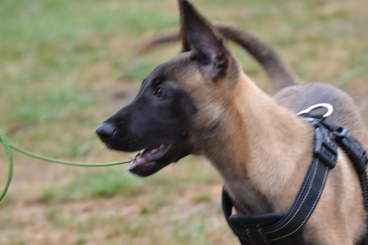 Malinois Independet Spirit's Luxus billede 5