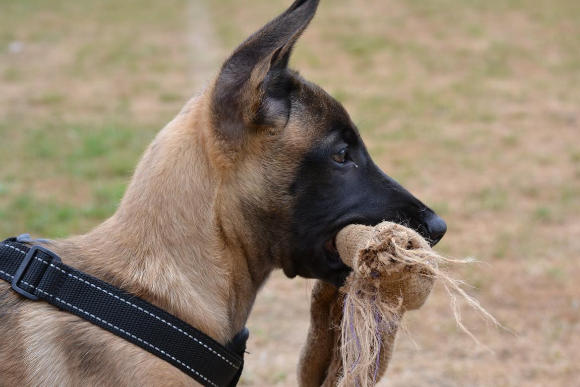 Malinois Independet Spirit's Luxus billede 7