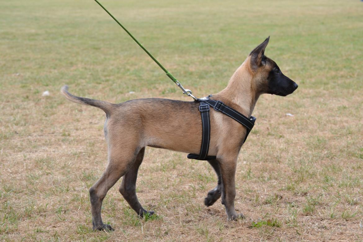 Malinois Independet Spirit's Luxus billede 8