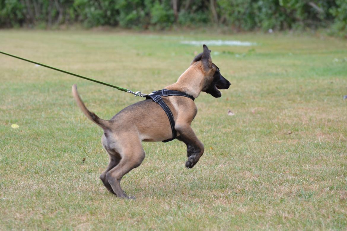 Malinois Independet Spirit's Luxus billede 9