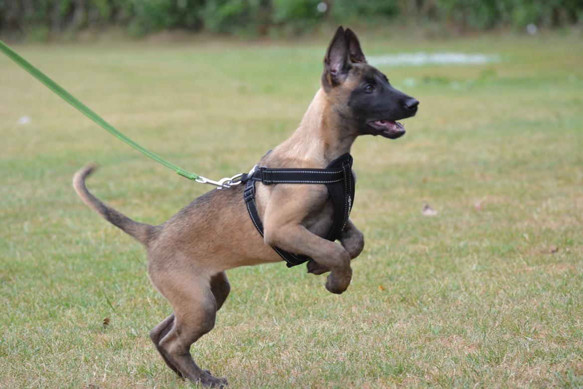 Malinois Independet Spirit's Luxus billede 3