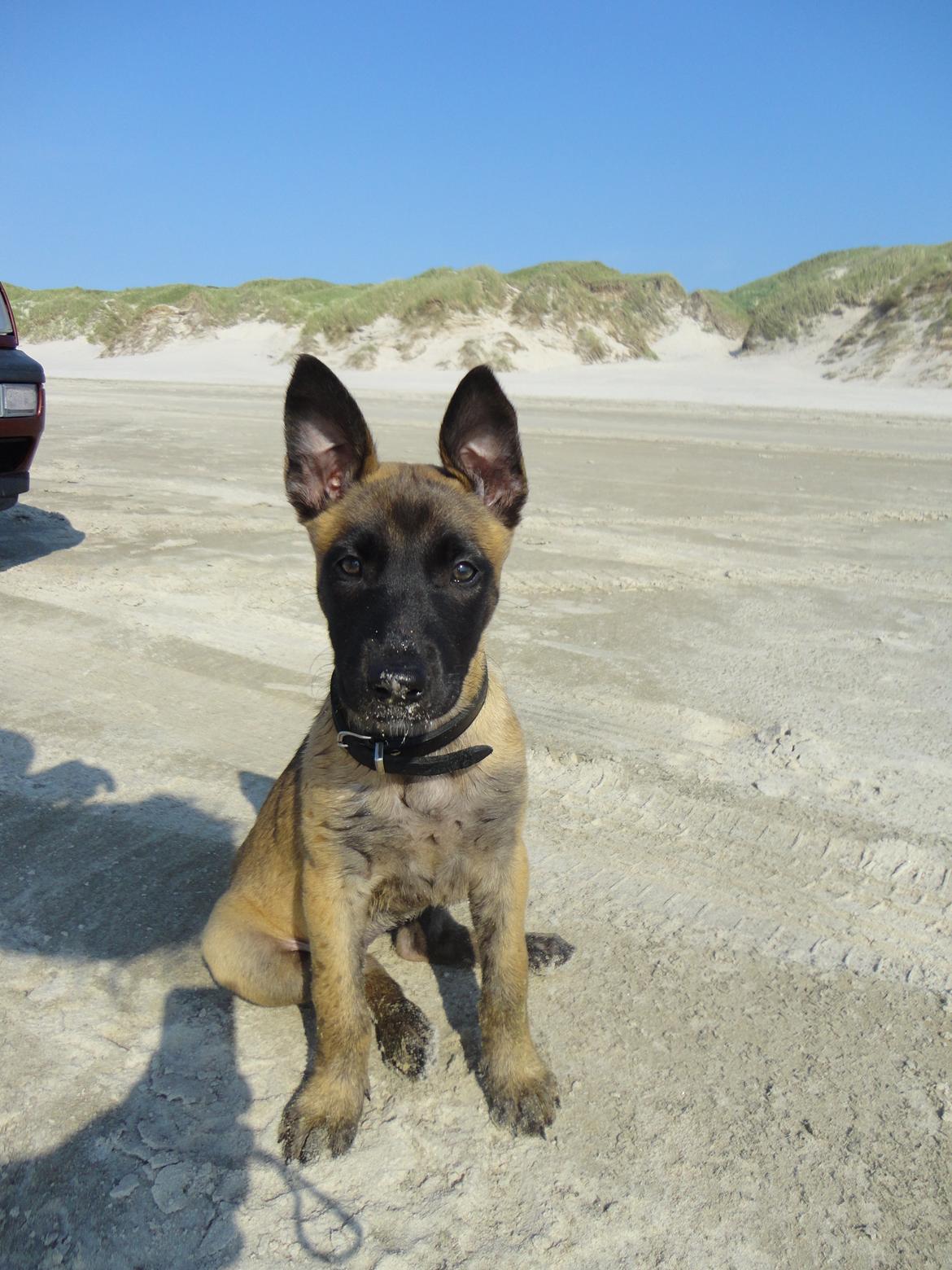 Malinois Independet Spirit's Luxus billede 13