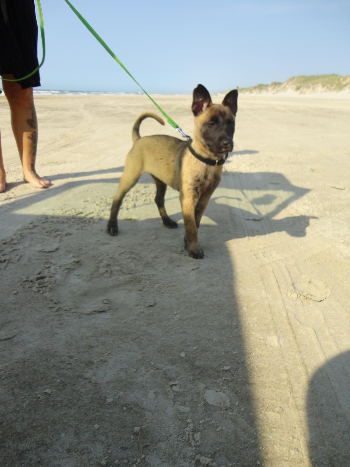 Malinois Independet Spirit's Luxus billede 14