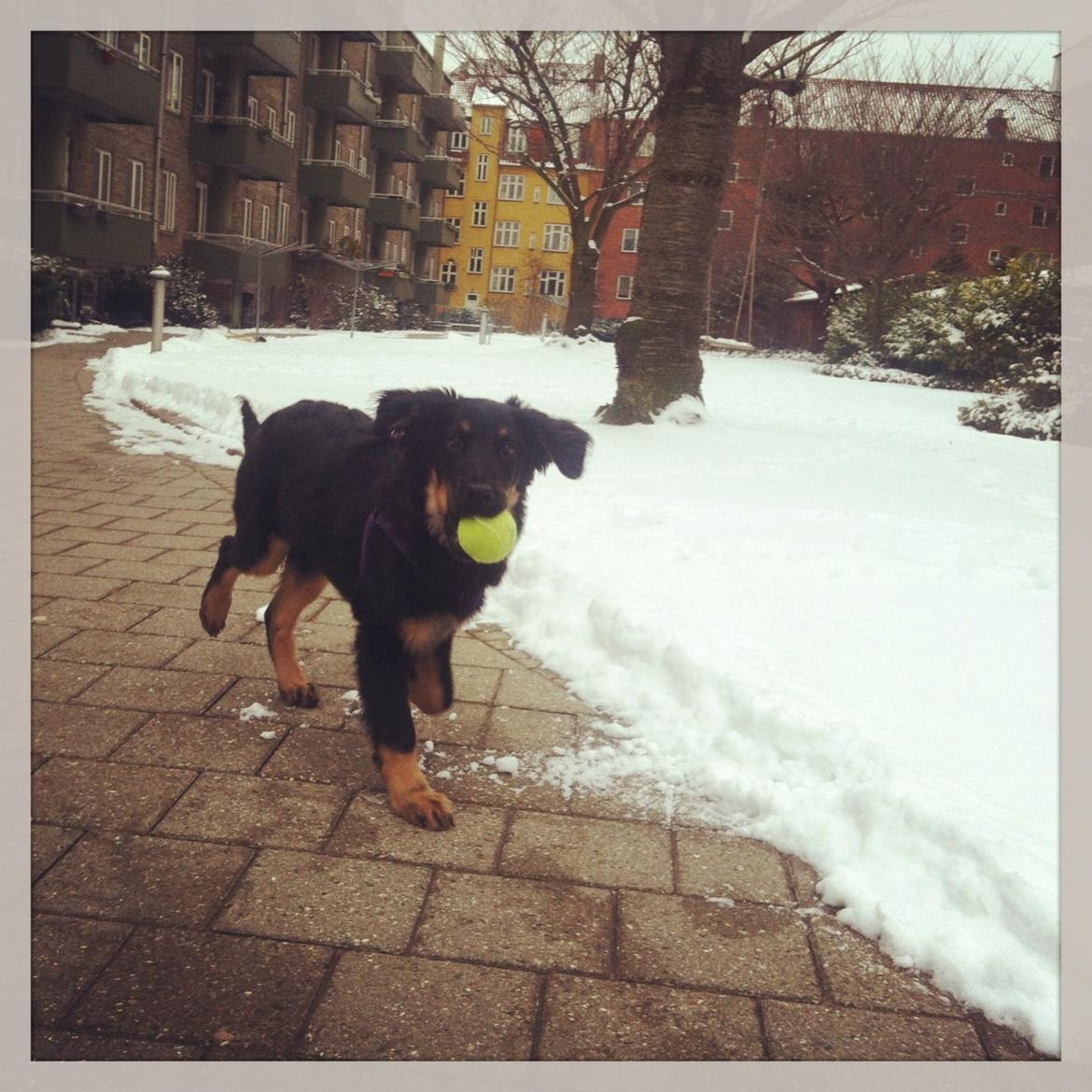 Hovawart Tiko - 4 mdr billede 2