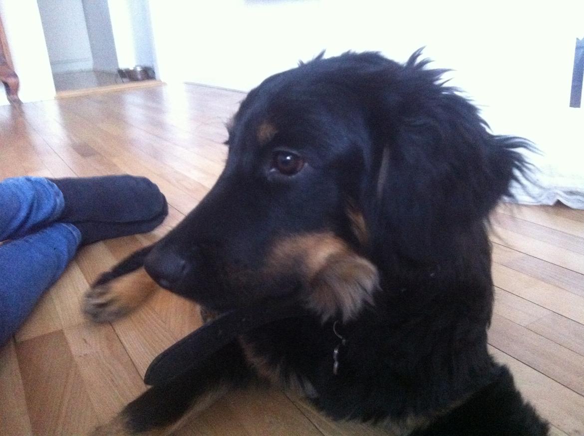 Hovawart Tiko - 4,5 mdr billede 4