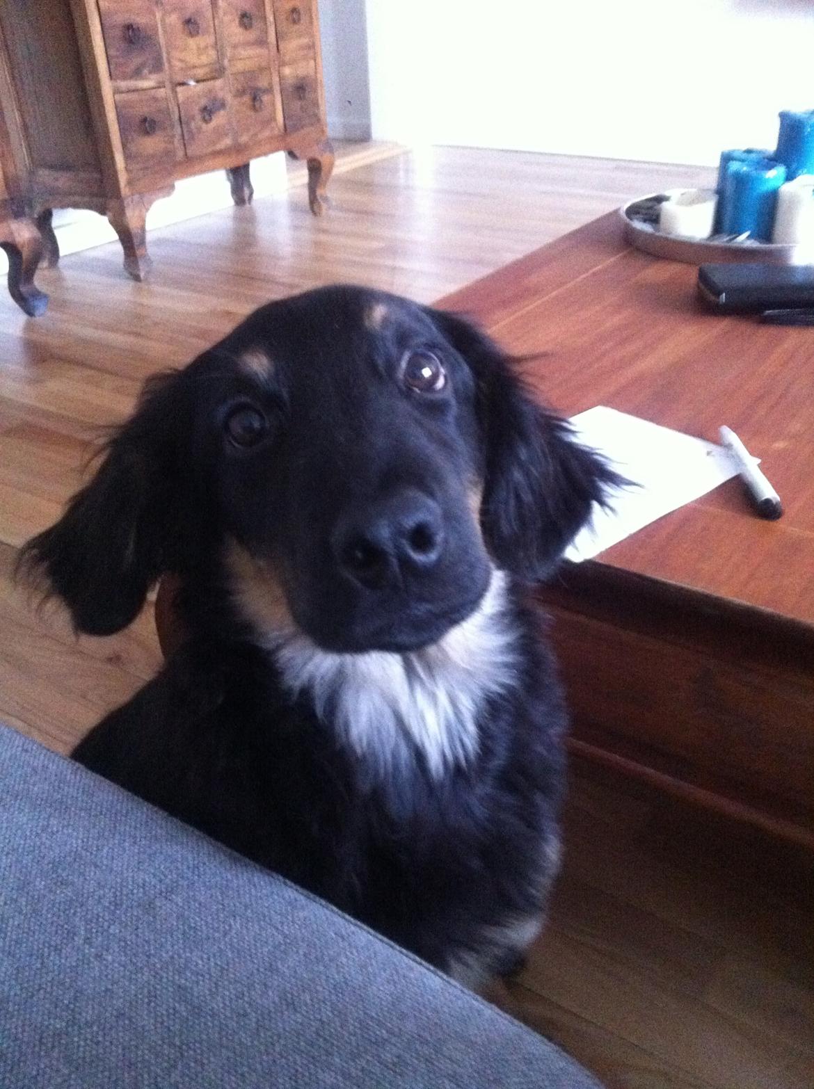 Hovawart Tiko - 4 mdr billede 3