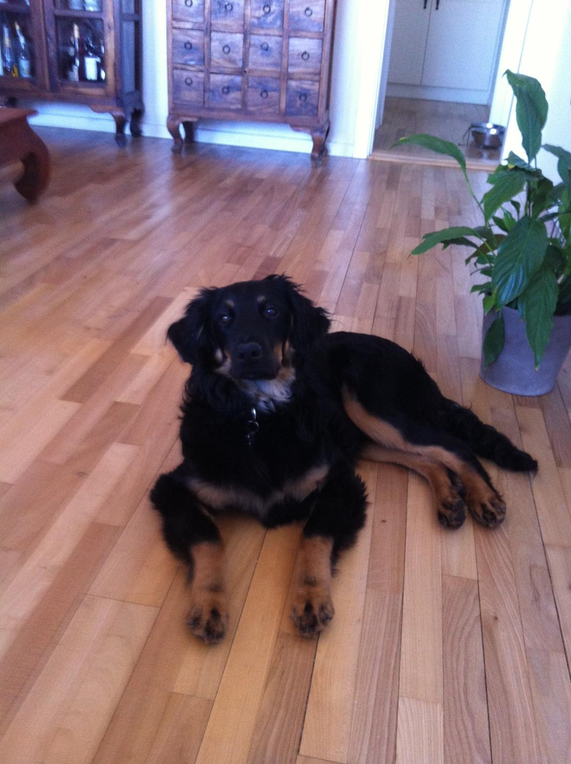 Hovawart Tiko - 6 mdr billede 6