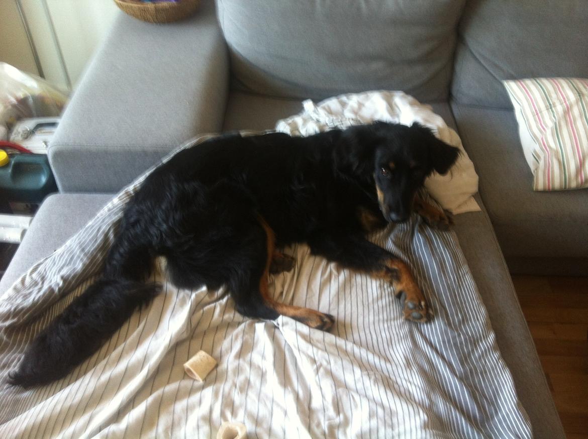 Hovawart Tiko - 7 mdr billede 7