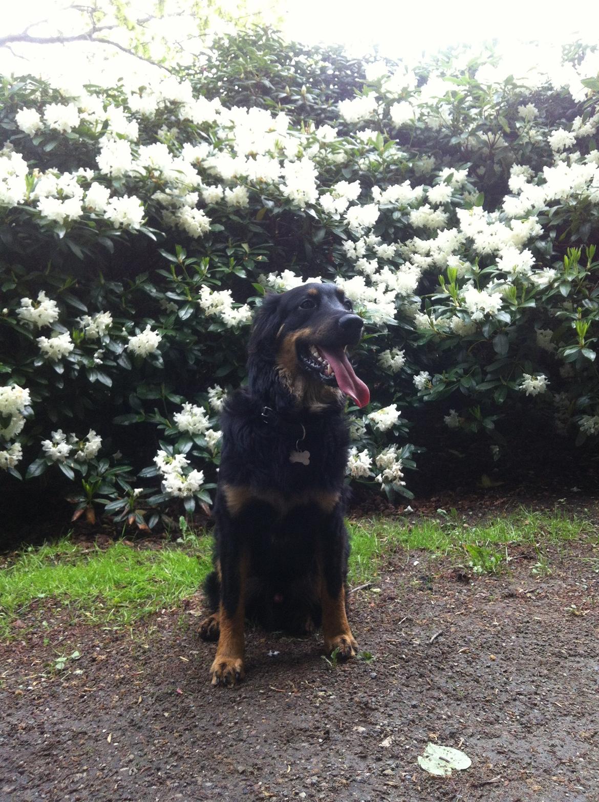 Hovawart Tiko - 8 mdr billede 9