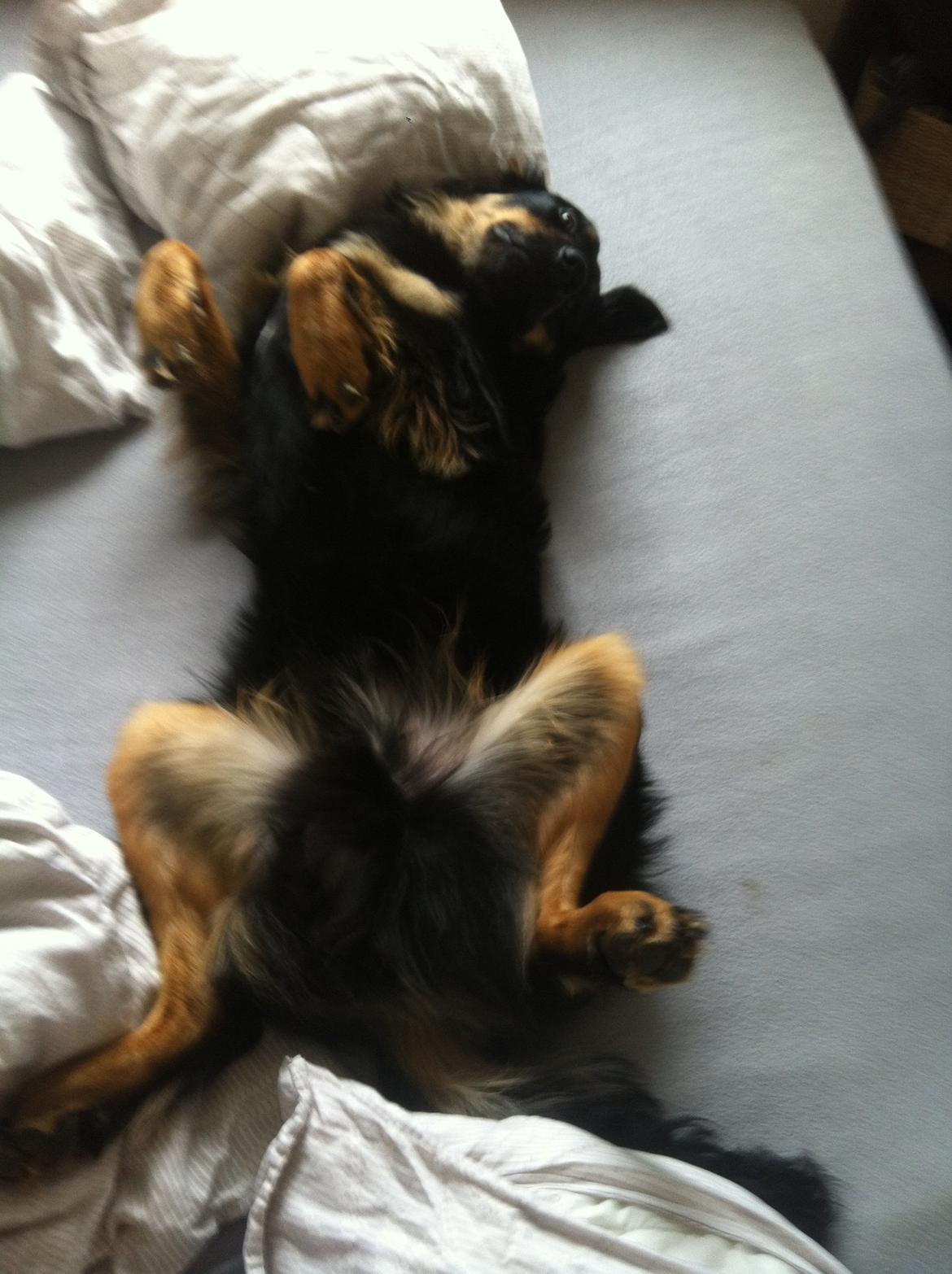 Hovawart Tiko - 9 mdr billede 11