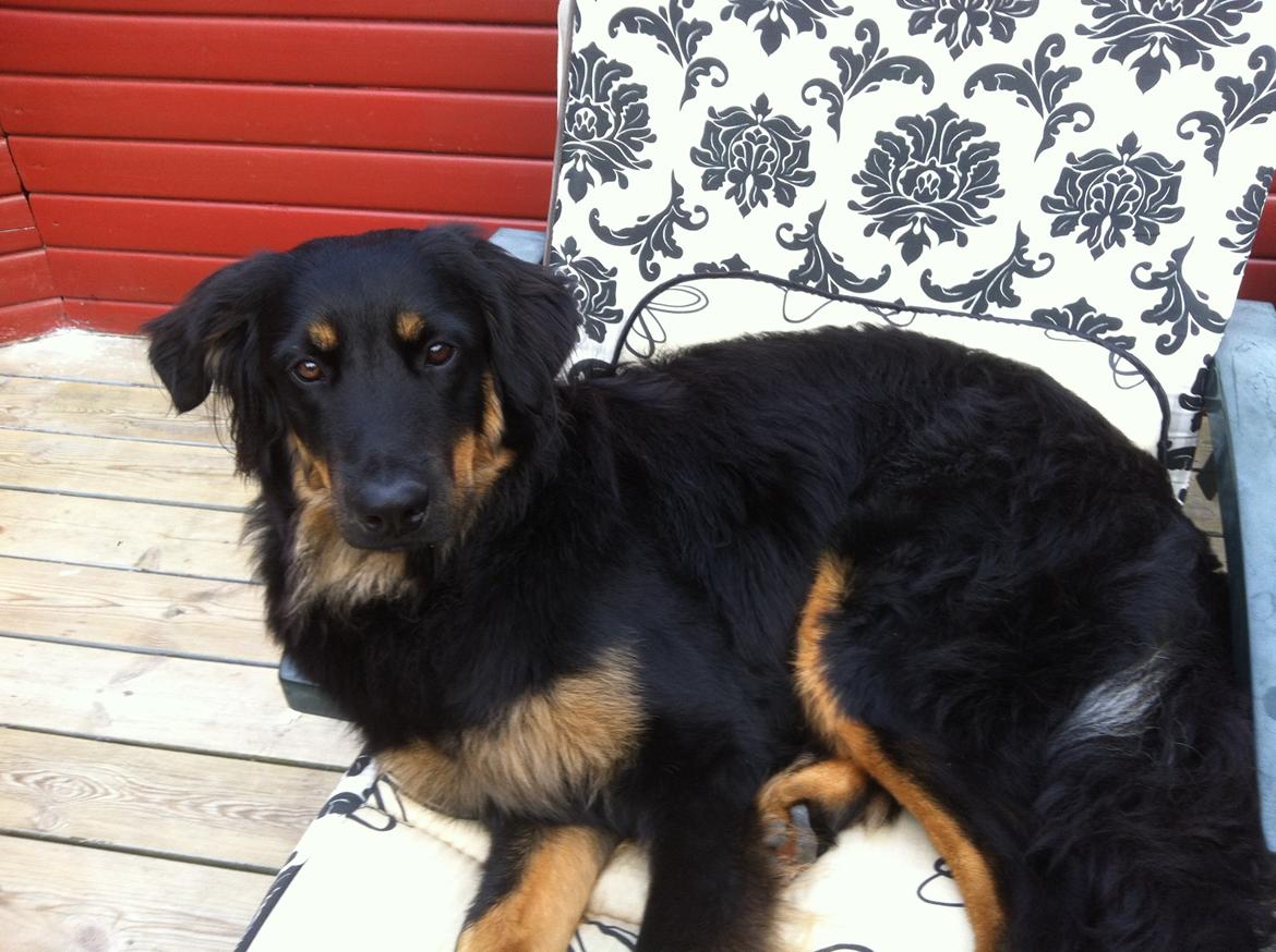 Hovawart Tiko - 9 mdr billede 12