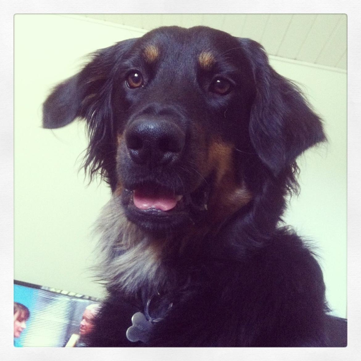 Hovawart Tiko - 10 mdr billede 1