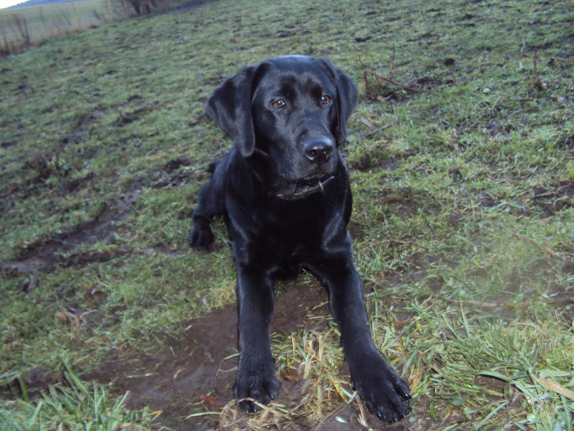 Labrador retriever Kalle billede 1