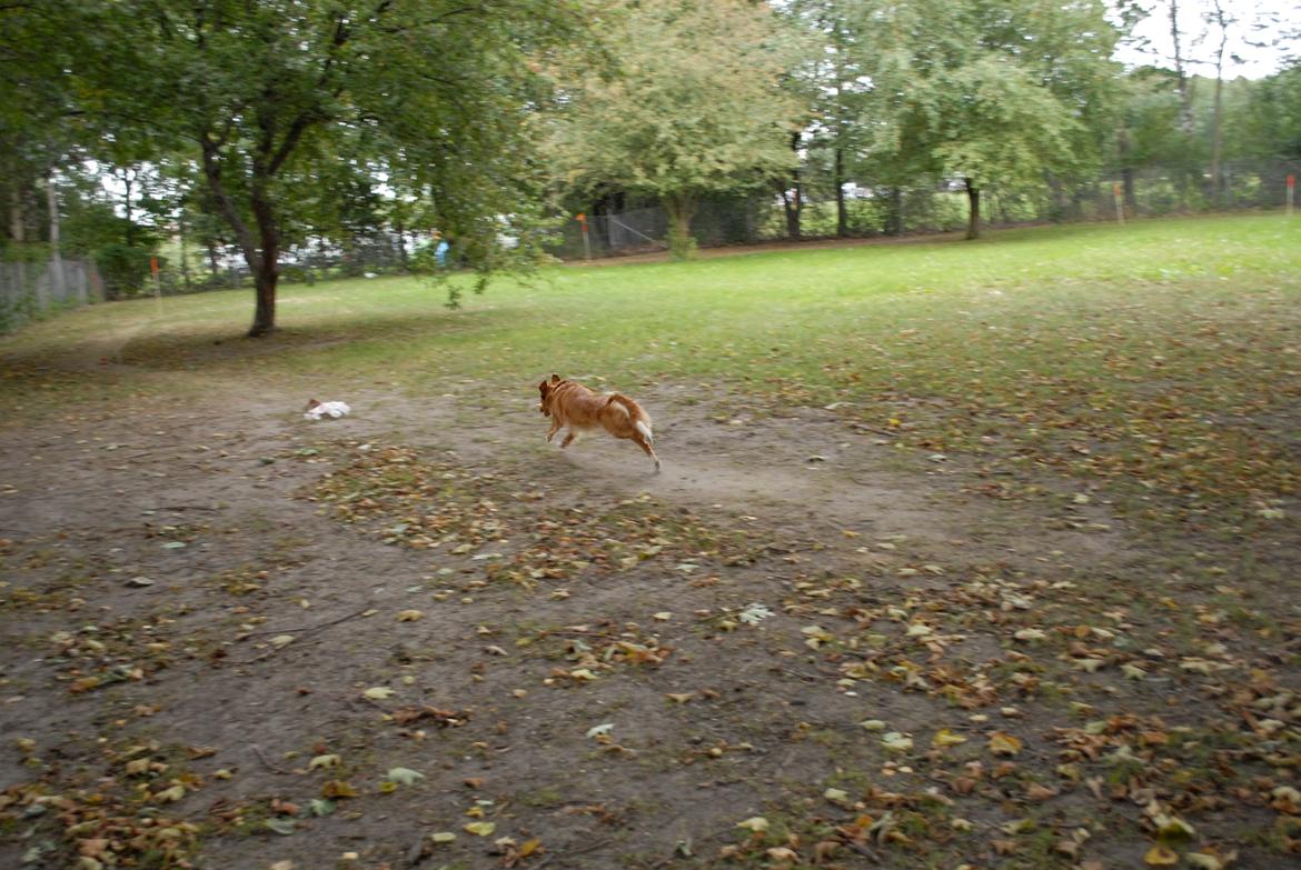 Nova scotia duck tolling retriever Redborn first Contact (Dixie) [Himmelhund] - Lure Coursing

(1 år + 9 måneder) billede 17