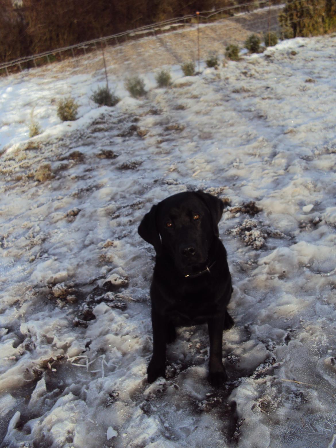 Labrador retriever Kalle billede 2