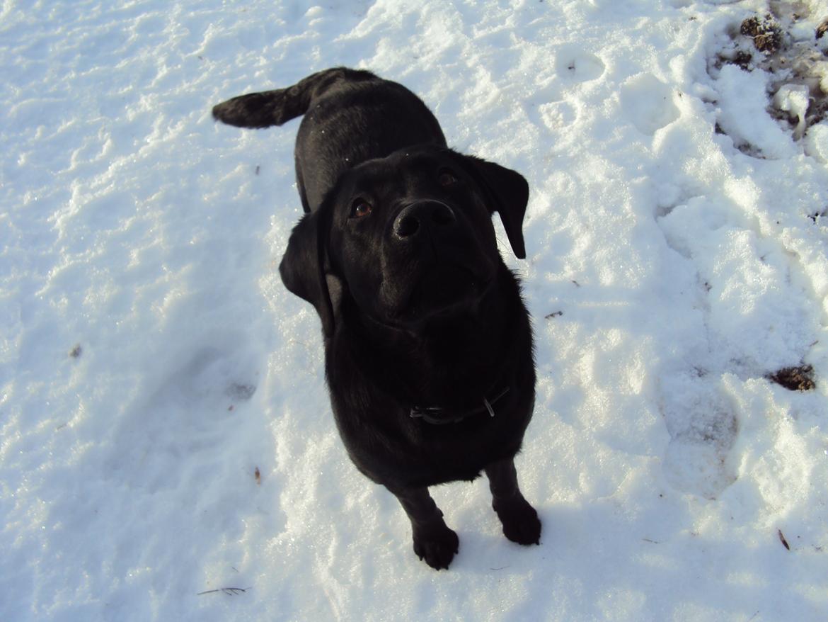 Labrador retriever Kalle billede 3