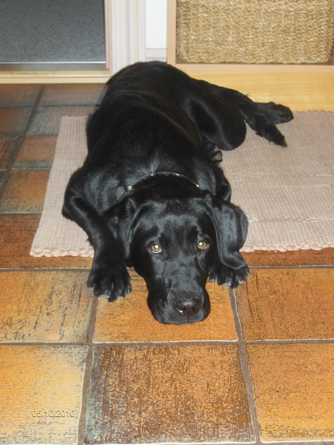 Labrador retriever Kalle billede 4