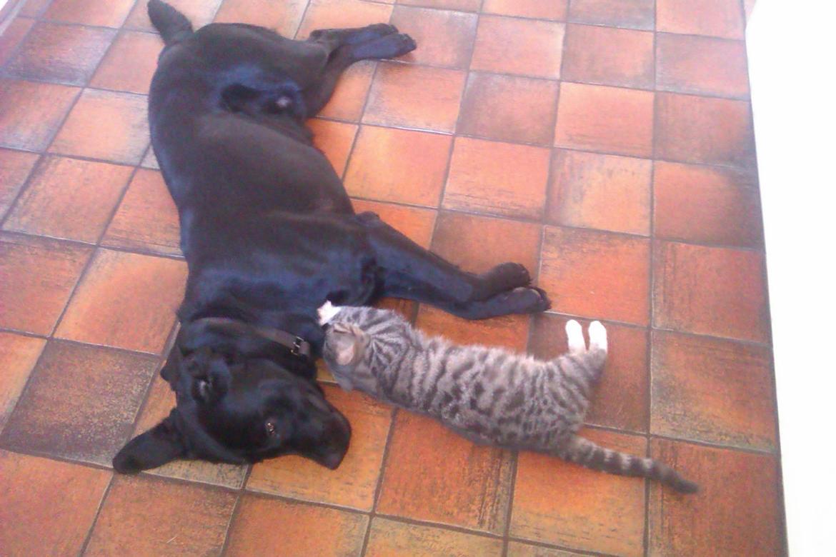 Labrador retriever Kalle billede 5