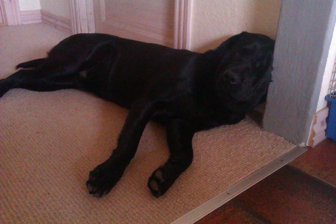 Labrador retriever Kalle billede 6