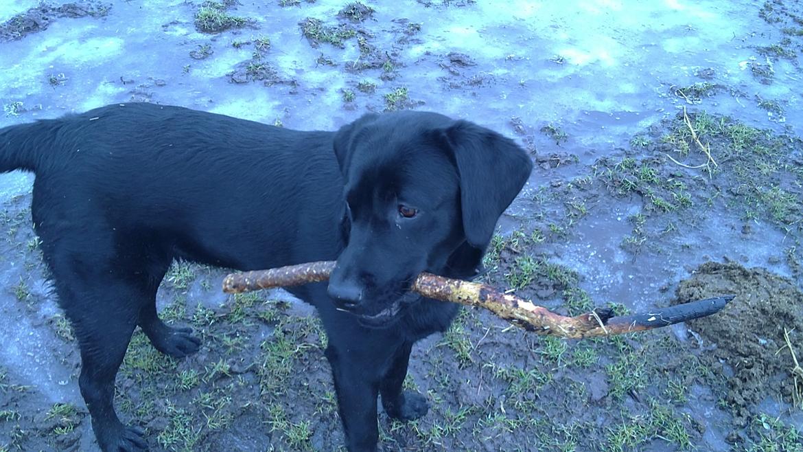 Labrador retriever Kalle billede 7