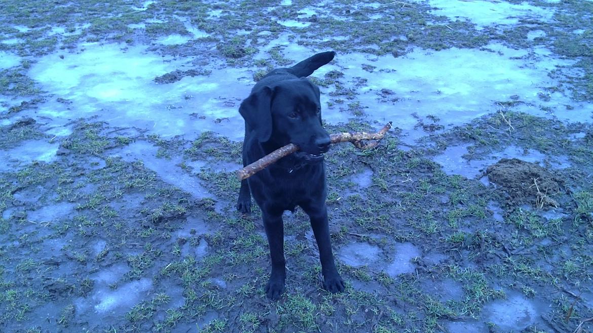 Labrador retriever Kalle billede 8