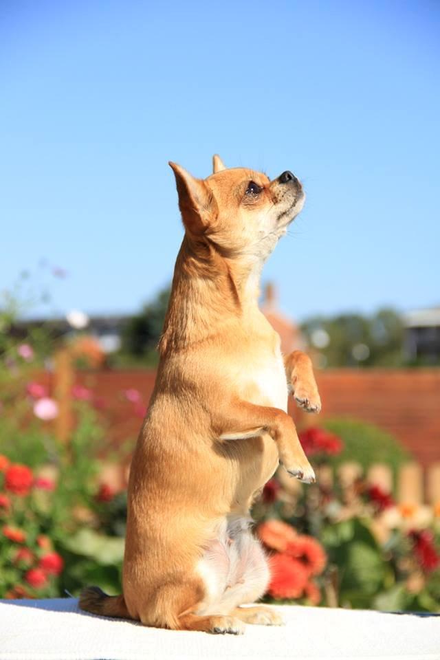 Chihuahua Chihuanas Flush of Hearts - Momo billede 43
