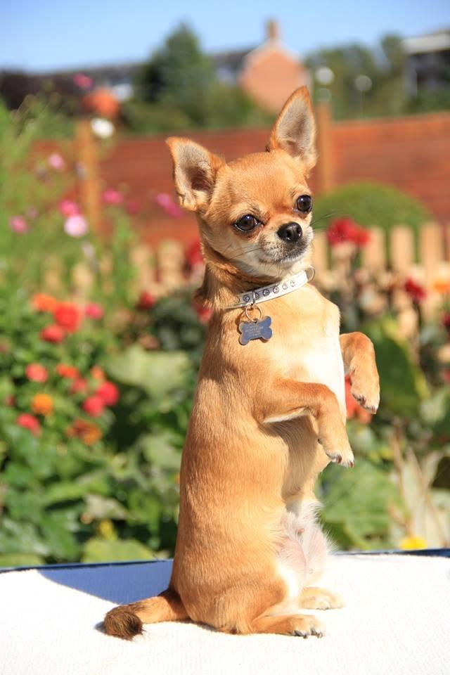 Chihuahua Chihuanas Flush of Hearts - Momo - <3 september 2013 - billedet er taget af Nanna Gilder billede 2