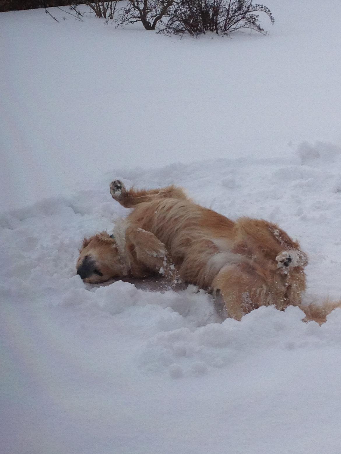 Golden retriever Koda billede 4