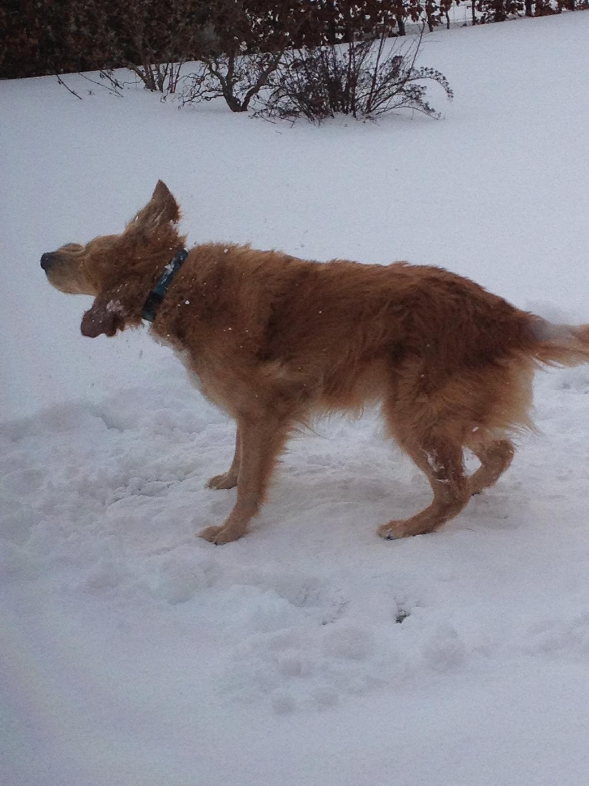 Golden retriever Koda billede 5