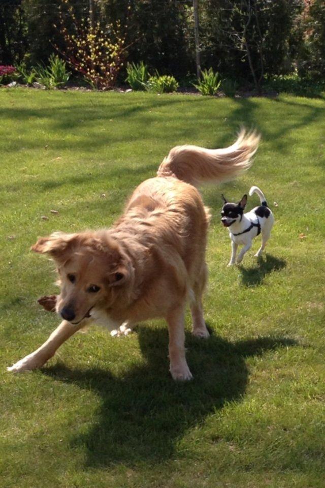 Golden retriever Koda billede 6