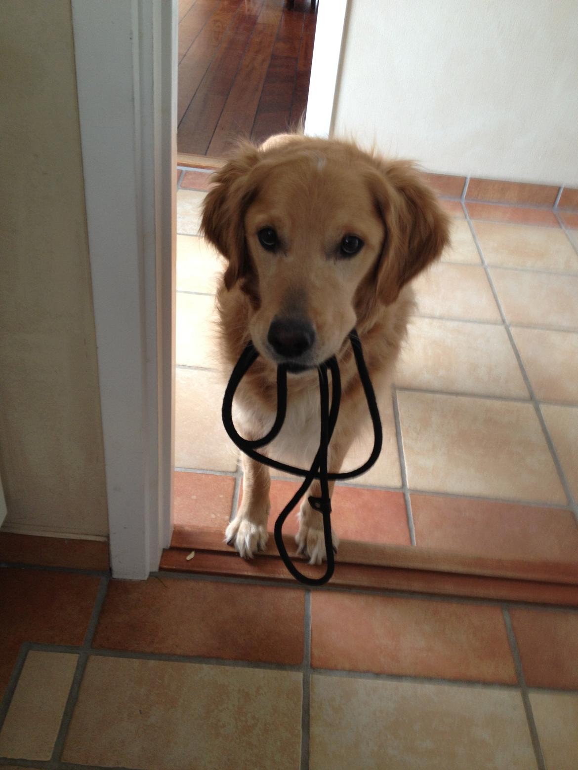 Golden retriever Koda billede 8