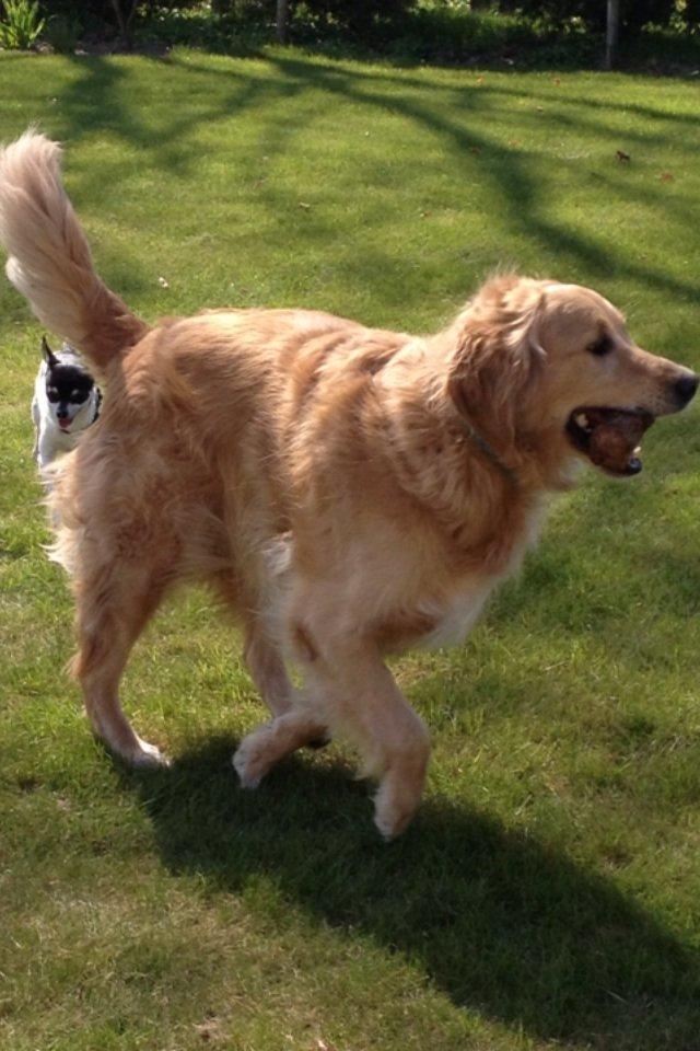 Golden retriever Koda billede 7