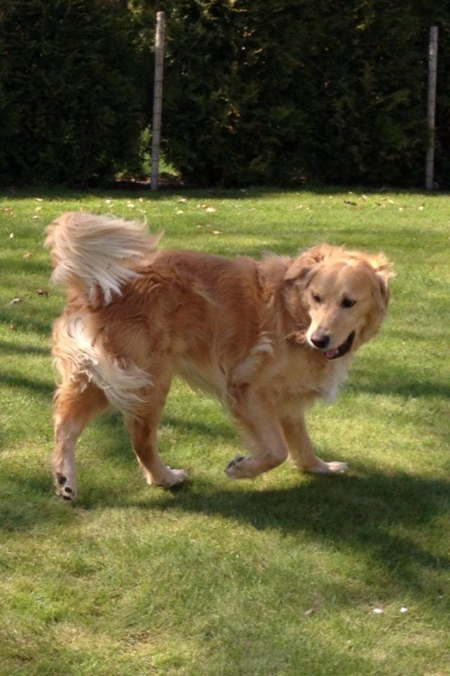 Golden retriever Koda billede 10