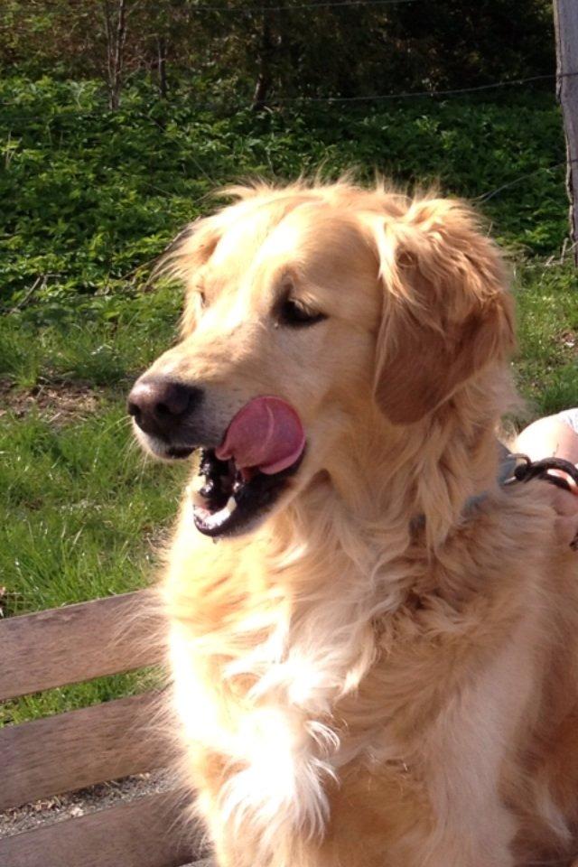 Golden retriever Koda billede 12