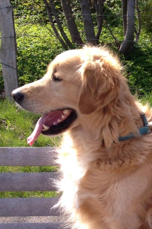 Golden retriever Koda billede 14