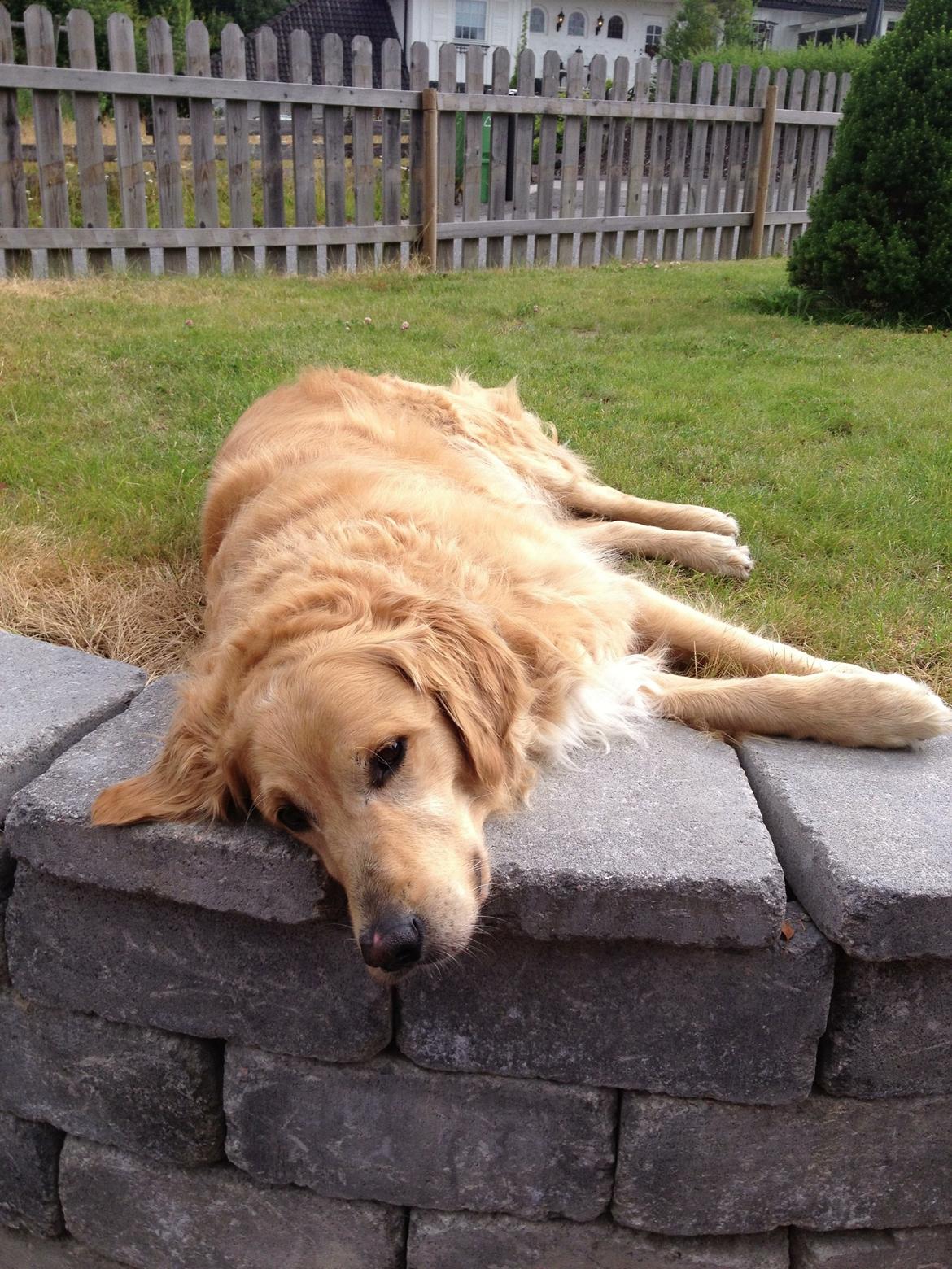 Golden retriever Koda billede 19