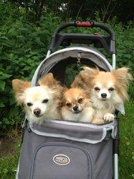 Chihuahua Eddie billede 12