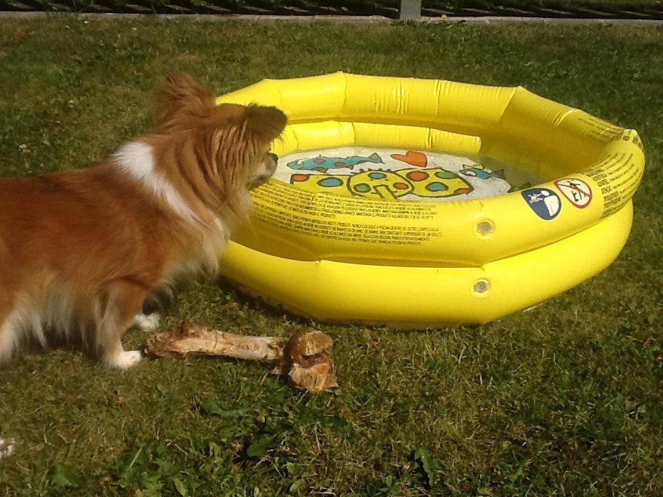 Chihuahua Eddie billede 13