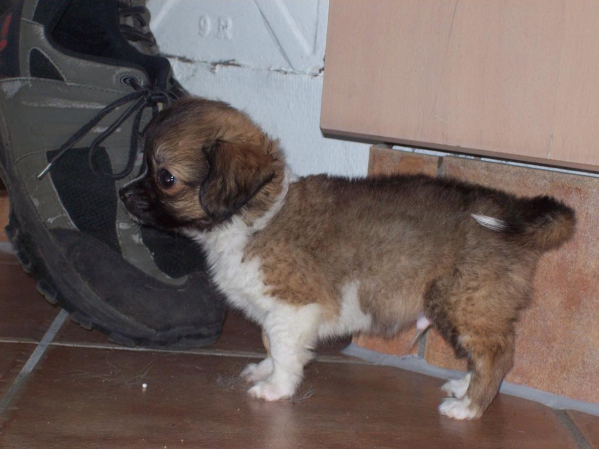 Chihuahua Eddie billede 14