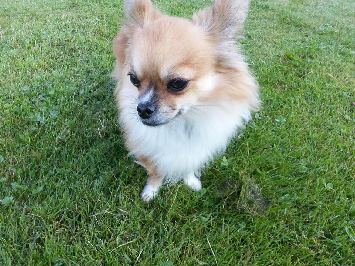 Chihuahua Eddie billede 15