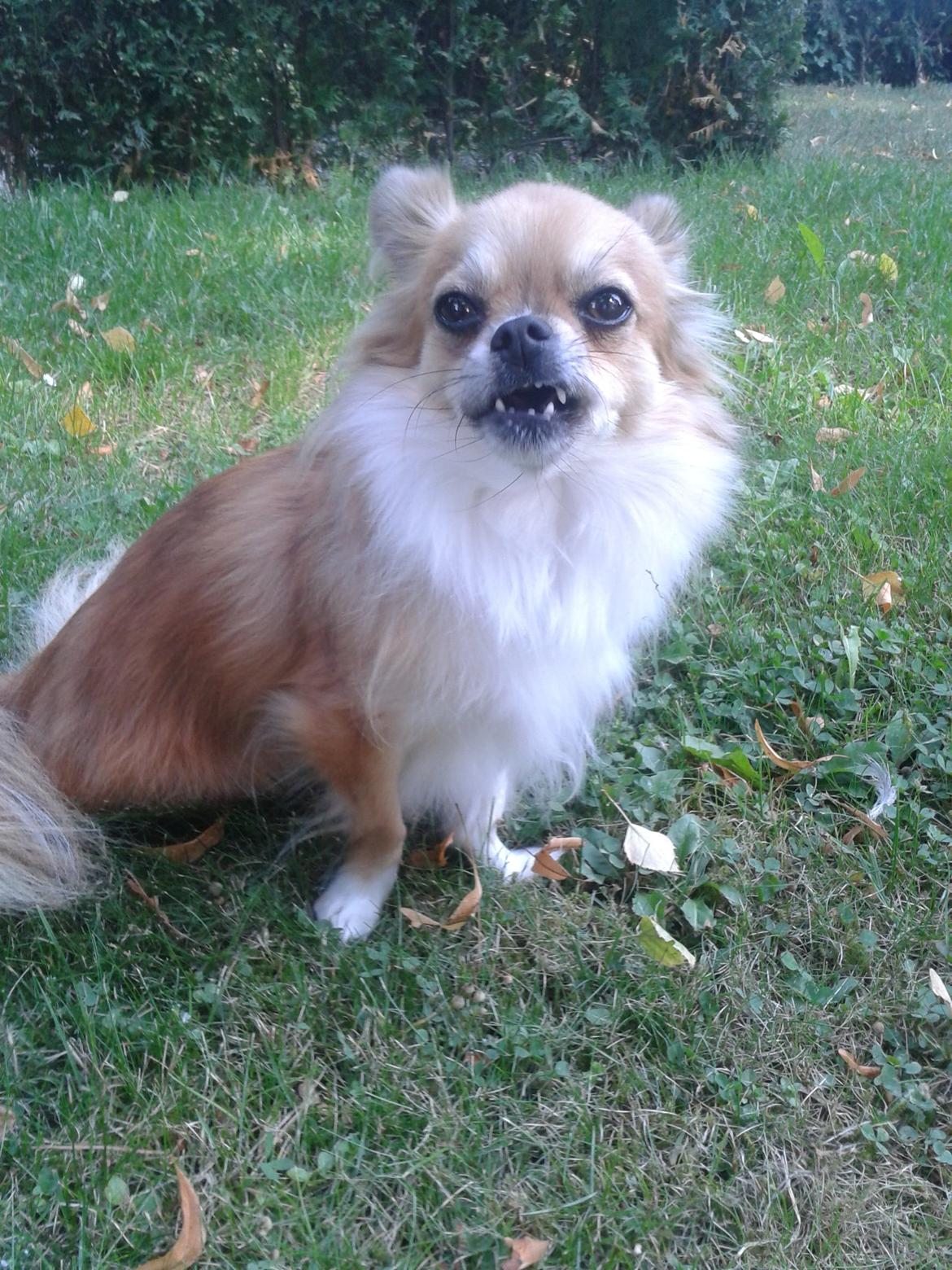 Chihuahua Eddie billede 16