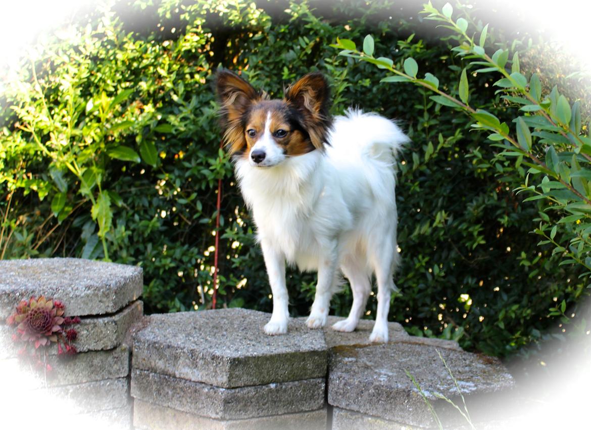 Papillon Alberte Demanture my dream. - Soffy 9 mdr. billede 14