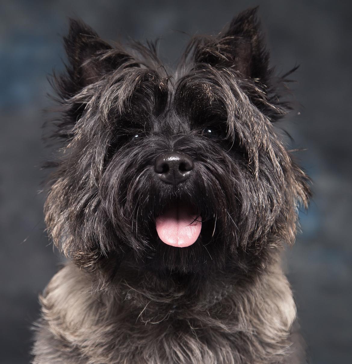 Cairn terrier Citta - Citta 2013 billede 27