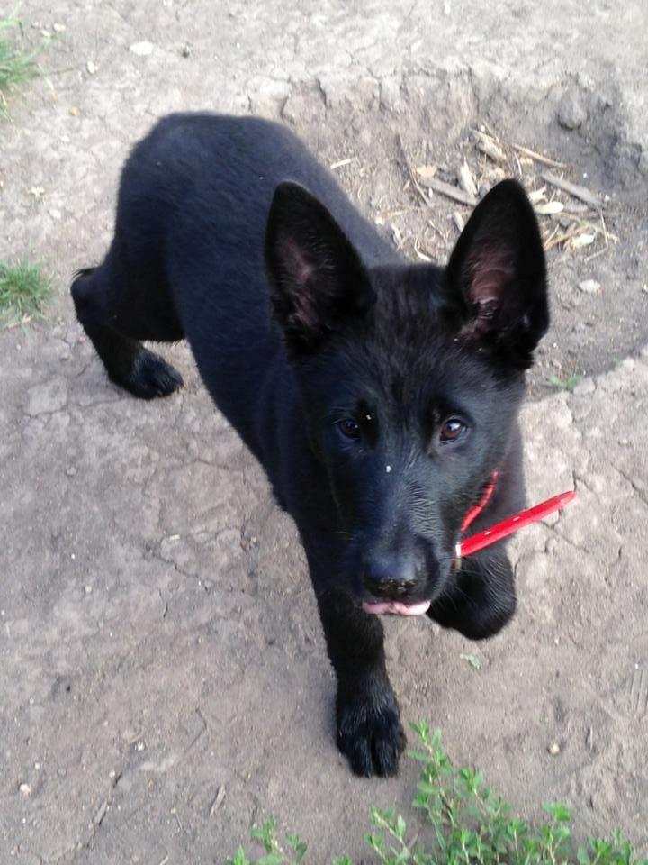 Blanding af racer Kira - Kira som har løbet rundt i hunde gården. billede 1