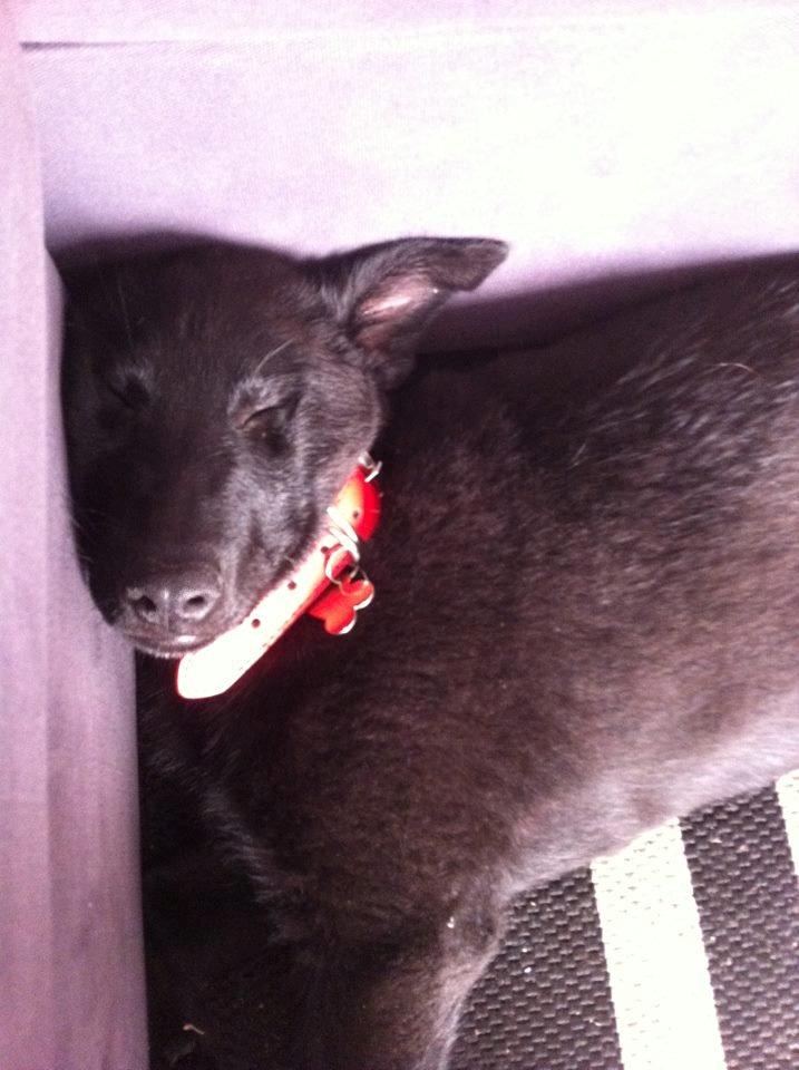 Blanding af racer Kira billede 11