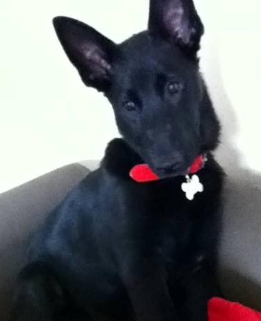 Blanding af racer Kira billede 14